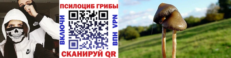blacksprut как зайти  Шахунья  Псилоцибиновые грибы Cubensis 
